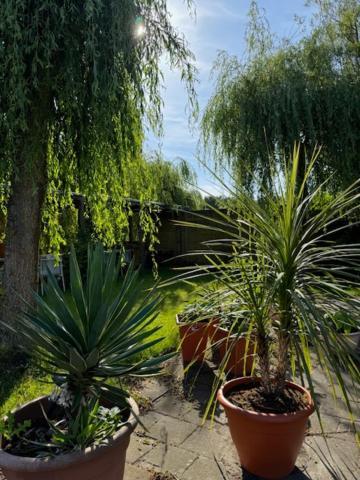 Villa Le Jardin Oude Pekela Exteriör bild